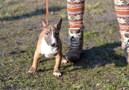Miniature Bullterrier - Jake