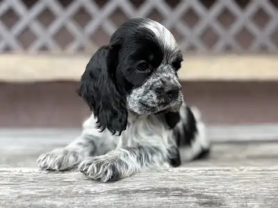 American Cocker Spaniel - Dream Of Moonlight