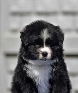 Miniaturní americký ovčák - Winstead Raspberry Tale