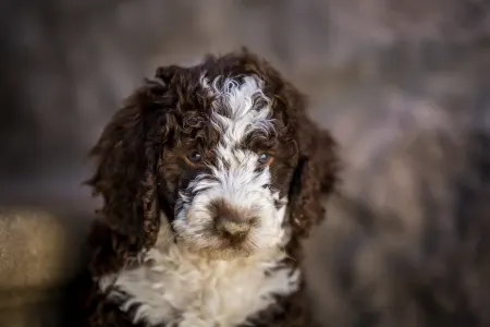 Spanish Waterdog - Casta Diva