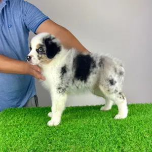 Australian Shepherd - Talizman