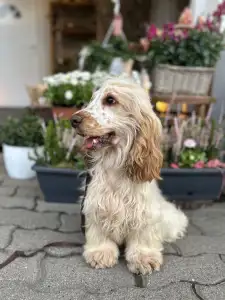Angol Cocker spániel - Leona