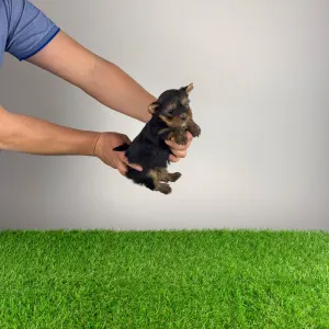 Yorkshire Terrier - Riffraff