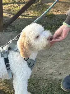 Lagotto Romagnolo - Zummi Gummi