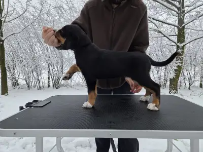 Great Swiss Mountain Dog - Jotunns Reach Astrid Nyx