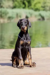 Dobermann - Aaron