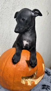 Italienisches Windspiel - Emilio