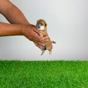 Shiba - Shin