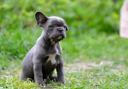 Francia bulldog - Magnus