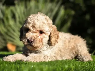 Cavapoo - Moha