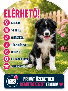 Border Collie - Brooke Fmg