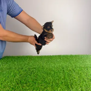 Yorkshire Terrier - Korso 