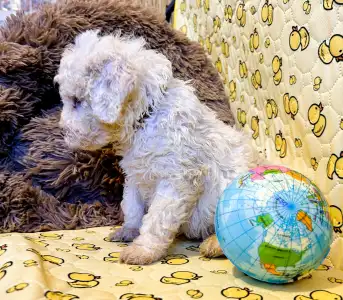 Romagna Water Dog - Zummi Gummi