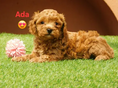 Poodle Miniature - Ada
