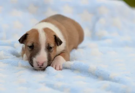 Miniature Bullterrier - Neil