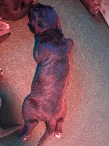 Cane Corso - Blaze