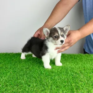 Welsh Corgi Pembroke - Chloe