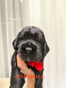 Labradoodle - Marshall