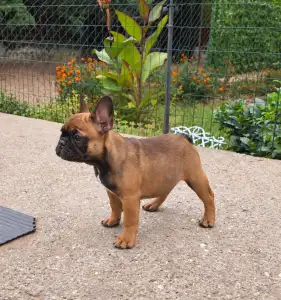 Francia bulldog - Ramses