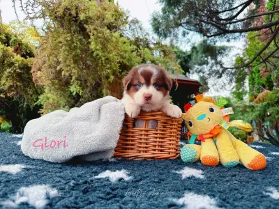 Australian Shepherd - Budnat Aussies Hey Halo Glo