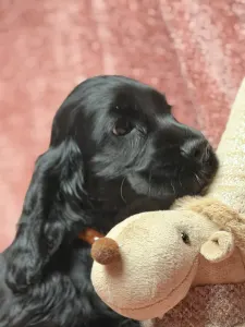 Cocker spaniel angielski - Empress