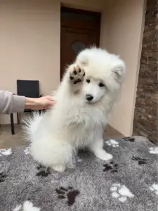 Szamojéd - Aurora-zoe Snowcrystals Of Victoria