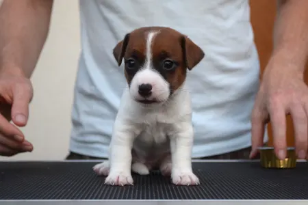 Jack Russell Terrier - Xyra