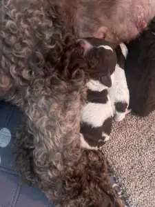 Lagotto Romagnolo - Curly Stars Of Dreams Groove
