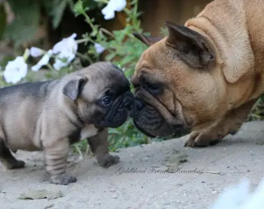 Französische Bulldogge - Aslan