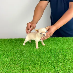 Chihuahua - Pinky