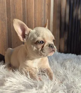 French Bulldog - Susan