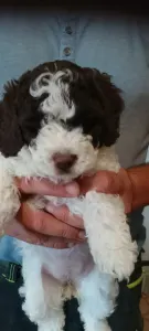 Romagna Water Dog - Lagotto Passion Aureate Eleni