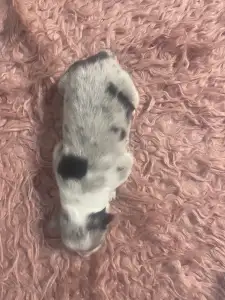 Border Collie - Blue Merle Kan 