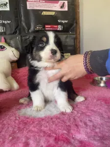 Australian Shepherd - Black Tri Kan/ Male Nbt