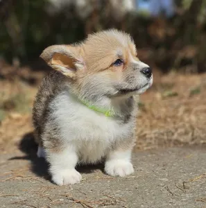 Welsh Corgi Pembroke - Thomas