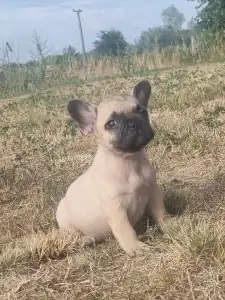 Bulldog francese - Hulk