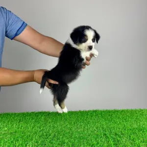 Australian Shepherd - Veron