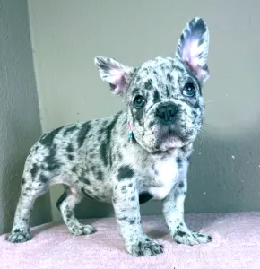 Francia bulldog - Astor 