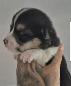 Welsh corgi pembroke - Alina