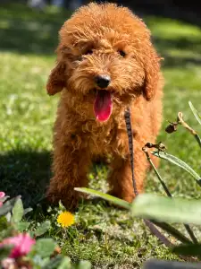 Barbone nano - Tomi