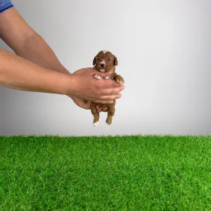 Trpasličí pudl - Luca