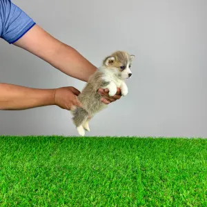 Welsh Corgi Pembroke - Prissy