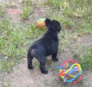French Bulldog - Venusz