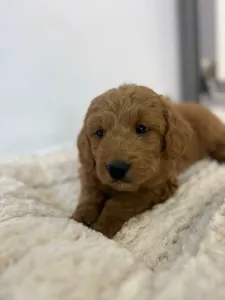Goldendoodle - Goldendoodle Bella
