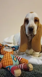 Basset Hound - Arlin