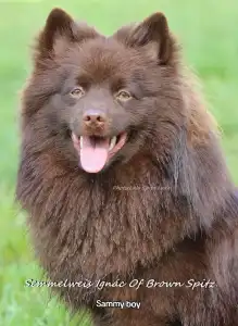 Deutscher Kleinspitz - Of Brown Spitz