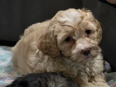 Cavapoo - Phedra