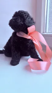 Той-пудель - Redginia Royal Legend Of The Kanis