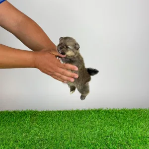 Pomeranian - Fenjo