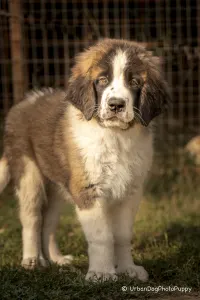 Moscow watchdog - Egresvölgyi Kennel